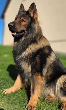 Owczarek staroniemiecki 1