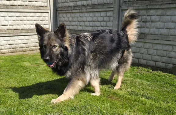 Owczarek staroniemiecki 3