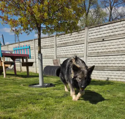 Owczarek staroniemiecki 4