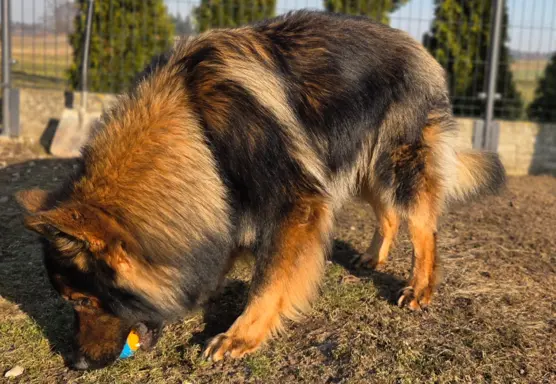 Owczarek staroniemiecki 2