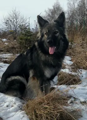 Owczarek staroniemiecki 5