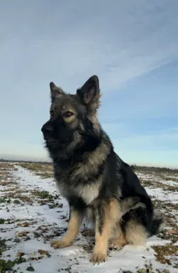 Owczarek staroniemiecki 6