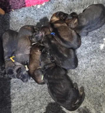 Owczarek staroniemiecki 8