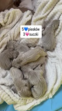 Szczenięta wyżeł Weimarski 1