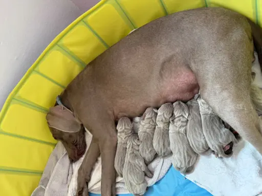 Szczenięta wyżeł Weimarski 2