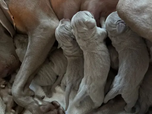 Szczenięta wyżeł Weimarski 3