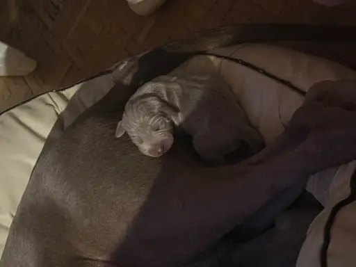 Szczenięta wyżeł Weimarski 4