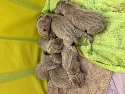 Szczenięta wyżeł Weimarski 5