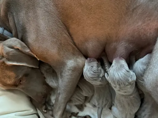 Szczenięta wyżeł Weimarski 6