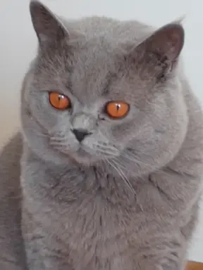 Reproduktor brytyjski niebieski - krycie 1