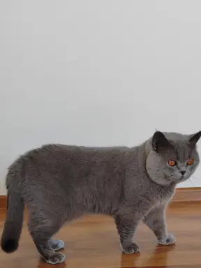 Reproduktor brytyjski niebieski - krycie 2