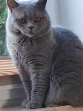 Reproduktor brytyjski niebieski - krycie 3