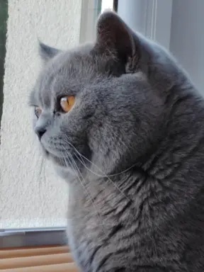 Reproduktor brytyjski niebieski - krycie 4