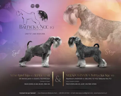 Sznaucer miniaturowy pieprz i sól FCI/ZKwP 1