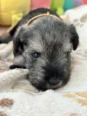 Sznaucer miniaturowy pieprz i sól FCI/ZKwP 2