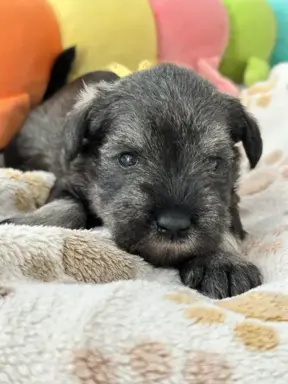 Sznaucer miniaturowy pieprz i sól FCI/ZKwP 3