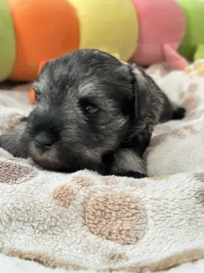 Sznaucer miniaturowy pieprz i sól FCI/ZKwP 4