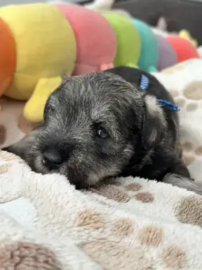 Sznaucer miniaturowy pieprz i sól FCI/ZKwP 5