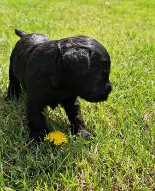 Hodowla BALICKIE WZGÓRZE FCI  ZKWP 2