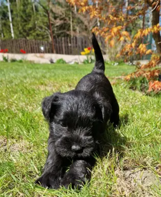 Hodowla BALICKIE WZGÓRZE FCI  ZKWP 4