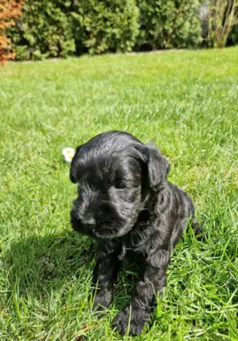 Hodowla BALICKIE WZGÓRZE FCI  ZKWP 3