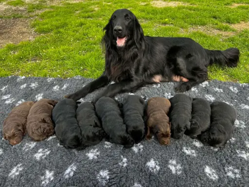 Flat Coated Retriever FCI 1