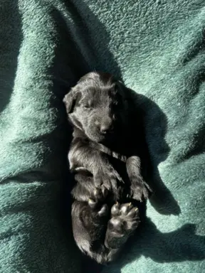 Flat Coated Retriever FCI 2