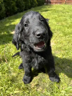 Flat Coated Retriever FCI 3