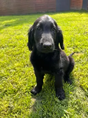 Flat Coated Retriever FCI 4