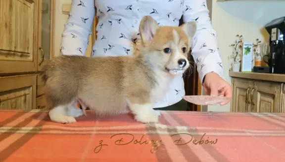 Welsh Corgi Pembroke FCI 2