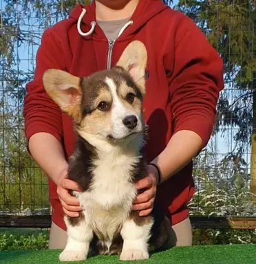 Welsh Corgi Pembroke FCI 4