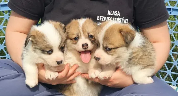 Welsh Corgi Pembroke FCI 3