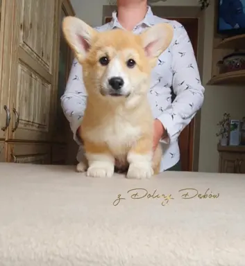 Welsh Corgi Pembroke FCI 5