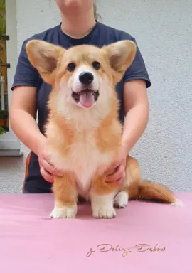 Welsh Corgi Pembroke FCI 1