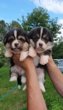 Welsh Corgi Pembroke FCI 7