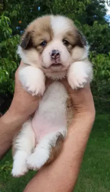 Welsh Corgi Pembroke FCI 9