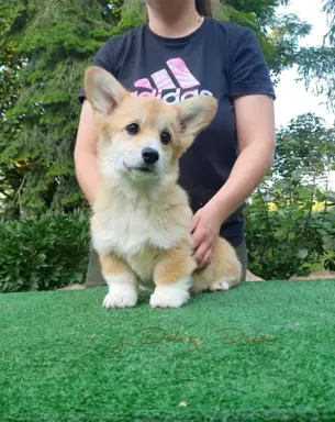 Welsh Corgi Pembroke FCI 8