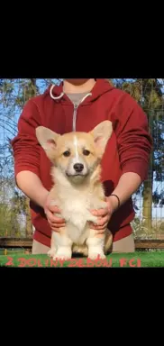 Welsh Corgi Pembroke FCI 10