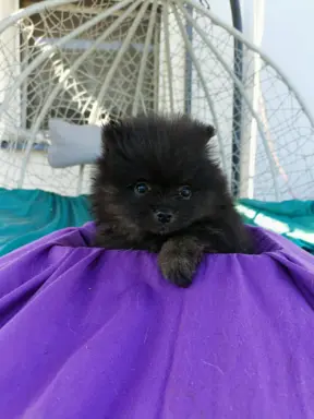 Wzorcowe Małe Szpic Niemiecki exterrier rodzice FCI 2