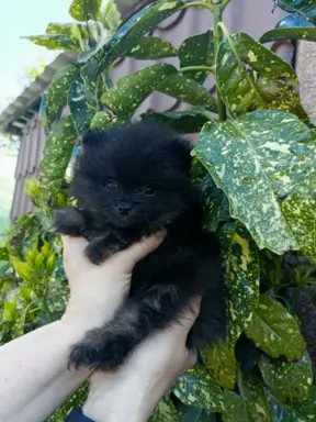 Wzorcowe Małe Szpic Niemiecki exterrier rodzice FCI 3