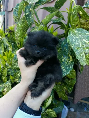 Wzorcowe Małe Szpic Niemiecki exterrier rodzice FCI 1