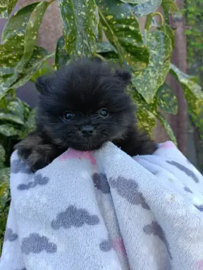 Wzorcowe Małe Szpic Niemiecki exterrier rodzice FCI 6