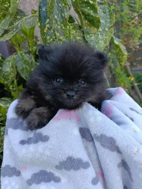 Wzorcowe Małe Szpic Niemiecki exterrier rodzice FCI 7