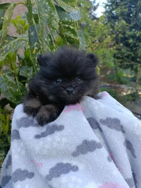 Wzorcowe Małe Szpic Niemiecki exterrier rodzice FCI 9