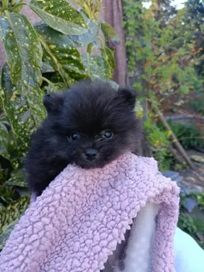 Wzorcowe Małe Szpic Niemiecki exterrier rodzice FCI 10