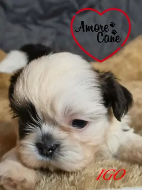 Przepiękne słodziaki shih tzu. 2
