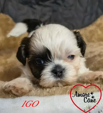 Przepiękne słodziaki shih tzu. 1
