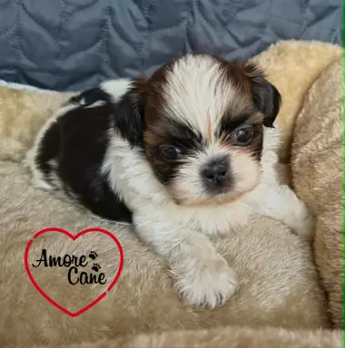 Przepiękne słodziaki shih tzu. 3