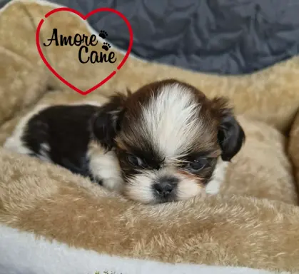 Przepiękne słodziaki shih tzu. 4