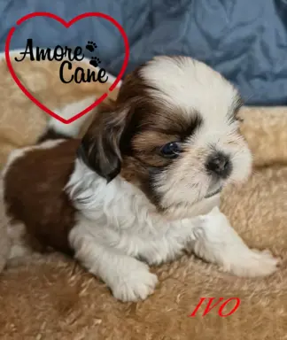 Przepiękne słodziaki shih tzu. 5
